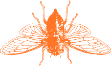 cicada orange
